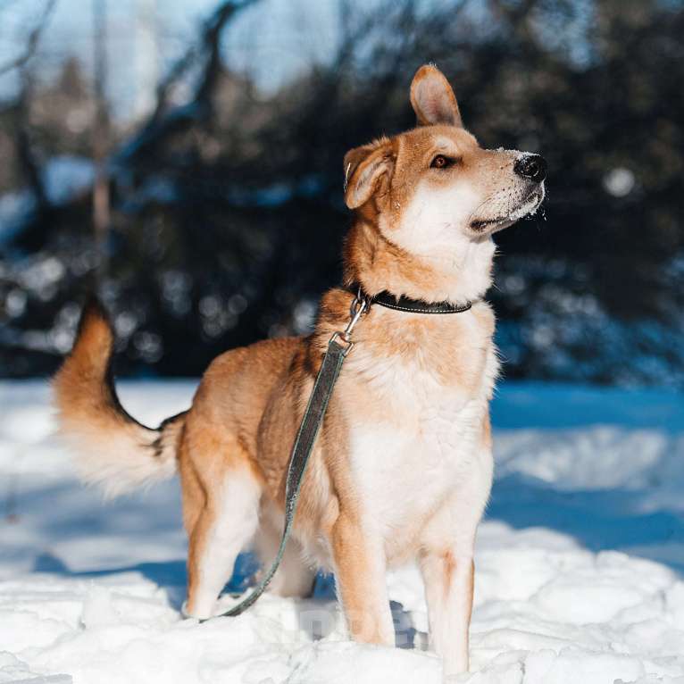 Собаки в Москве: Наян Мальчик, Бесплатно - фото 3