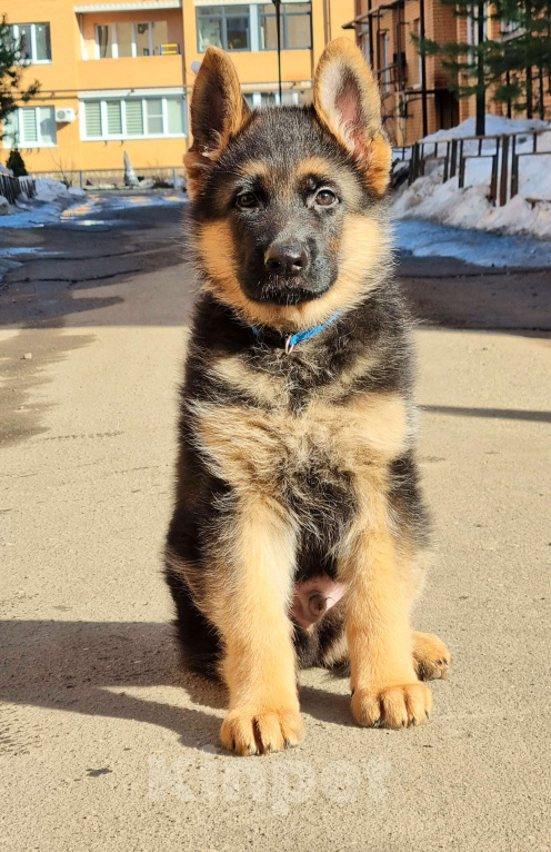 Собаки в Королеве: Щенки немецкой овчарки Мальчик, Бесплатно - фото 1