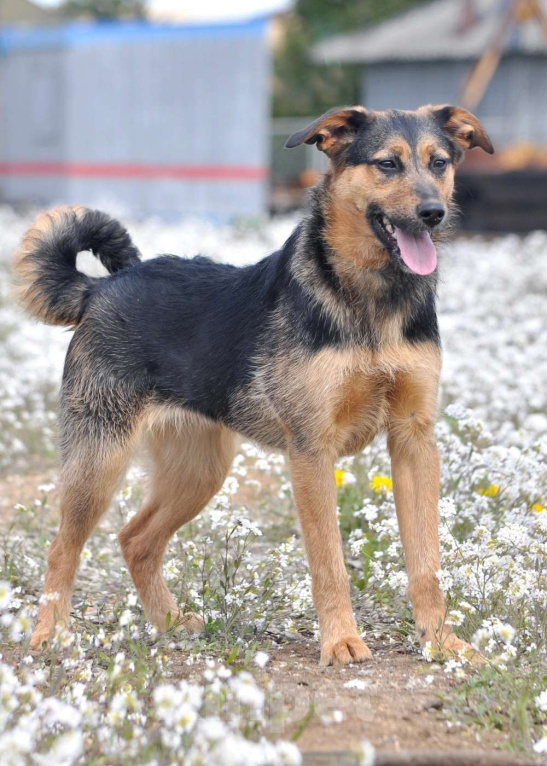 Собаки в Ярославле: Тайра ждет Вас в приюте! Девочка, Бесплатно - фото 2