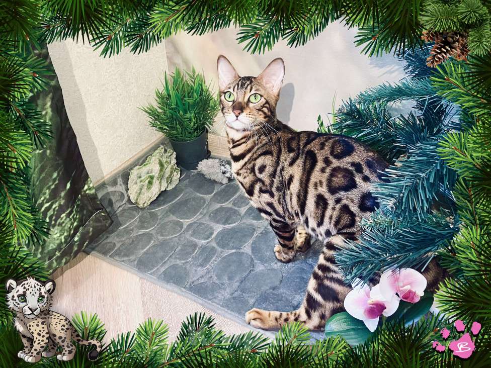 Кошки в Новосибирске: Клубные ласковые бенгальские котята девочки Девочка, 20 000 руб. - фото 10