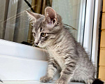 Кошки в Москве: Трогательный котенок Крендель в добрые руки Мальчик, Бесплатно - фото 5
