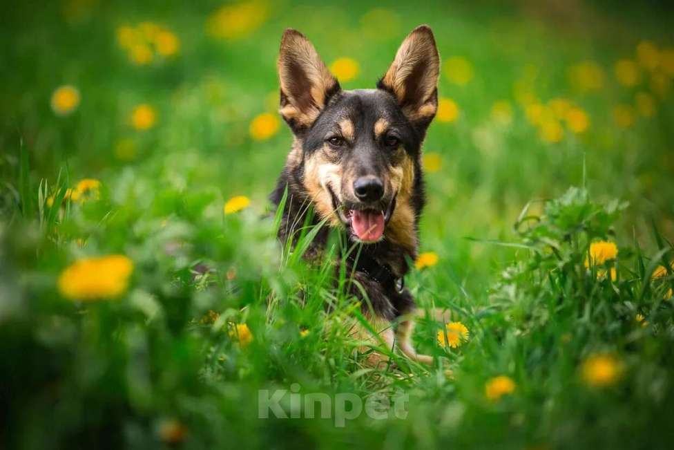 Собаки в Москве: Флеш Мальчик, Бесплатно - фото 2