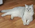 Кошки в Москве: Шотландский вислоухий короткошёрстный котёнок Девочка, 10 000 руб. - фото 9