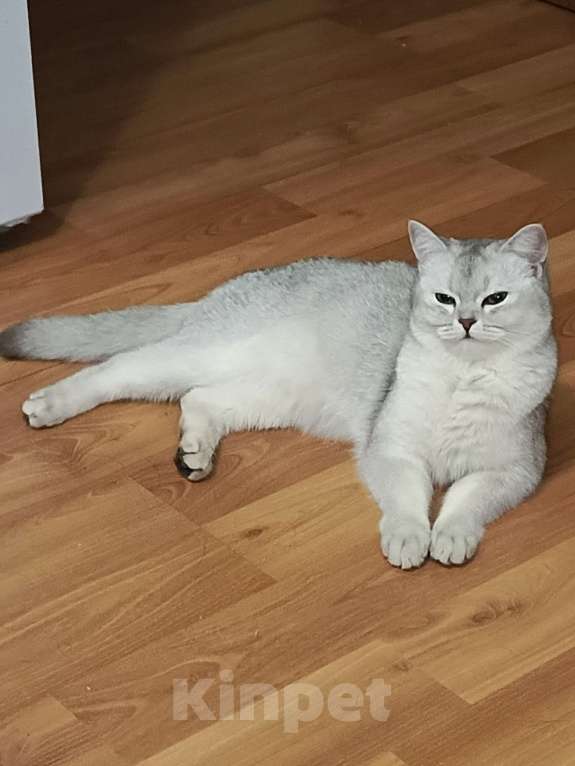 Кошки в Москве: Шотландский вислоухий короткошёрстный котёнок Девочка, 10 000 руб. - фото 9