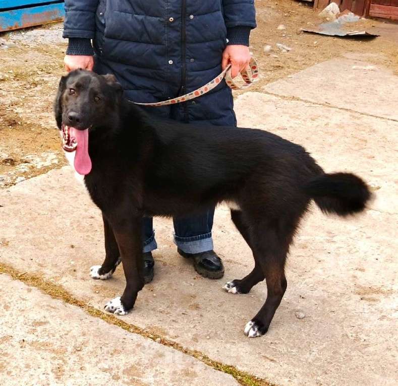 Собаки в Москве: Молоденький красавчик Туман ищет дом и семью Мальчик, Бесплатно - фото 2