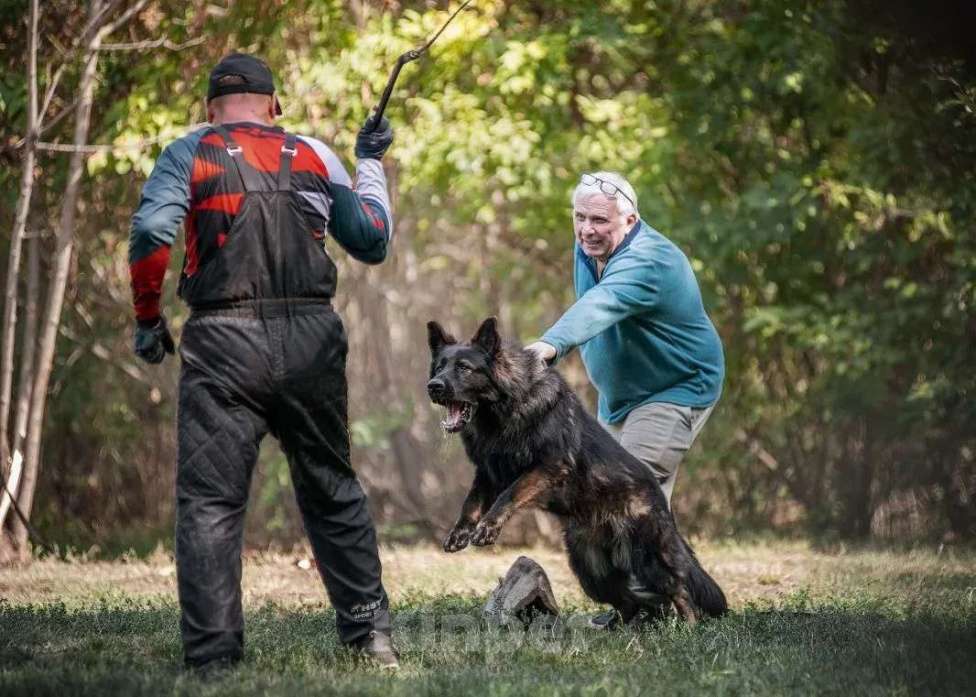 Собаки в Краснодаре: Вязка кобеля НО длинношерстной зонарного окраса 100% DDR   Мальчик, 65 000 руб. - фото 4