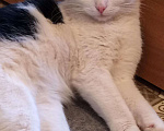 Кошки в Уфе: Кастрированный котик Милош, 350 руб. - фото 2