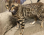 Кошки в Североморске: Бенгальский кот, вязка., 3 000 руб. - фото 1