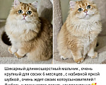 Кошки в Санкт-Петербурге: Котик Хайленд Страйт Мальчик, 40 000 руб. - фото 3