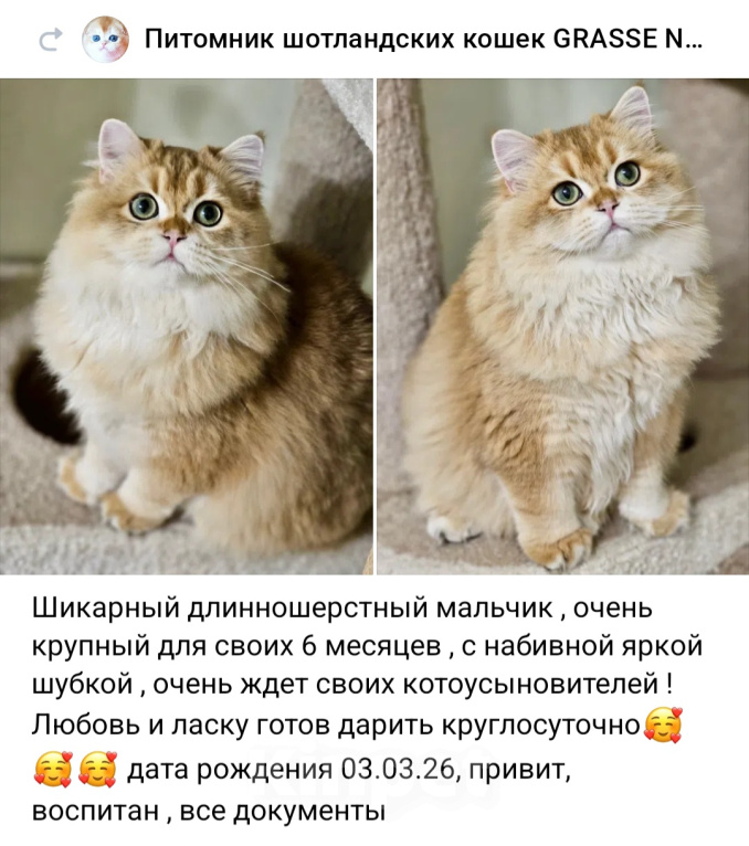 Кошки в Санкт-Петербурге: Котик Хайленд Страйт Мальчик, 40 000 руб. - фото 3