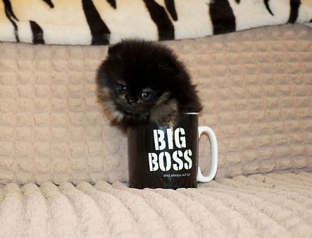 Крошка шпиц. Бэби-Фэйс 👍