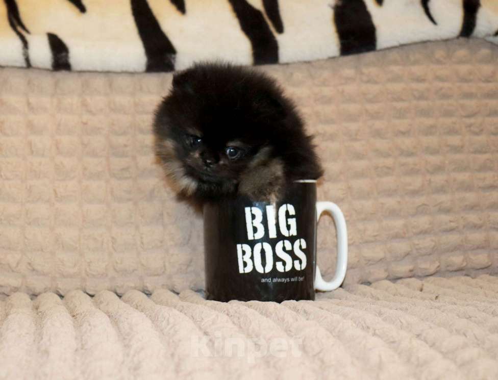 Собаки в Москве: Крошка шпиц. Бэби-Фэйс 👍 Мальчик, 75 000 руб. - фото 1