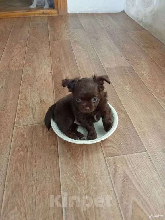 Собаки в Самаре: Чихуахуа шоколадные щенки Мальчик, 45 000 руб. - фото 10