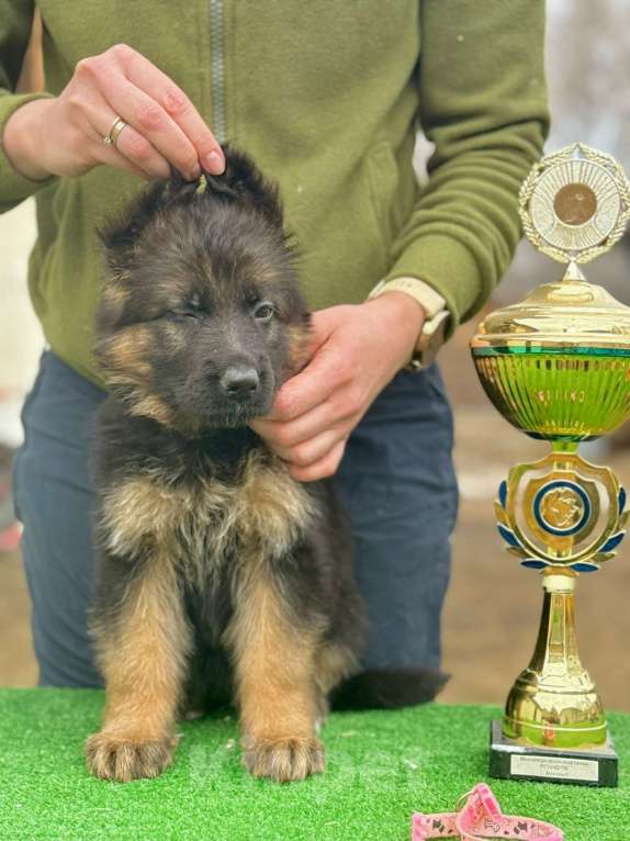 Собаки в Кургане: Немецкая овчарка длинношерстная щенок Девочка, 50 000 руб. - фото 4
