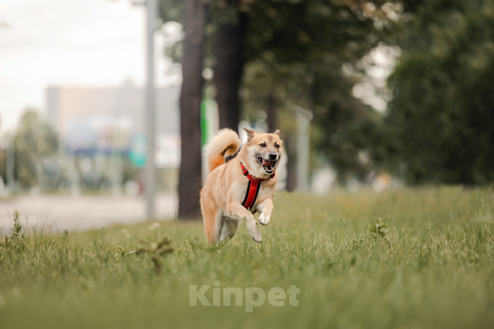 Собаки в Москве: Банджо редкой ханаанской породы живет в приюте Мальчик, Бесплатно - фото 1