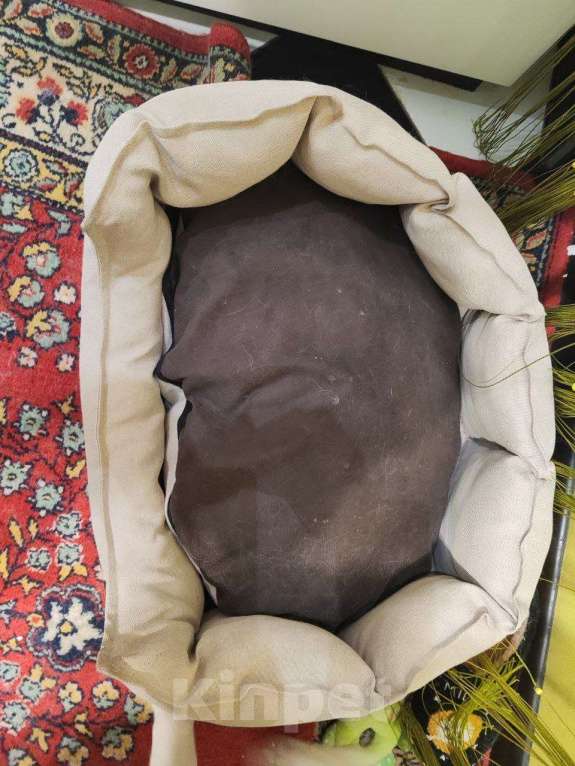 Собаки в других городах Московской области: Щенок золотистый ретривер  Мальчик, 80 000 руб. - фото 6