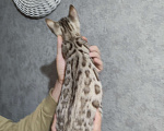 Кошки в Копейске: Продам бенгальских котят Девочка, 25 000 руб. - фото 5