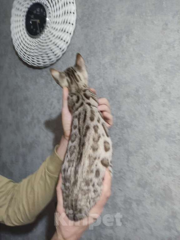 Кошки в Копейске: Продам бенгальских котят Девочка, 25 000 руб. - фото 5