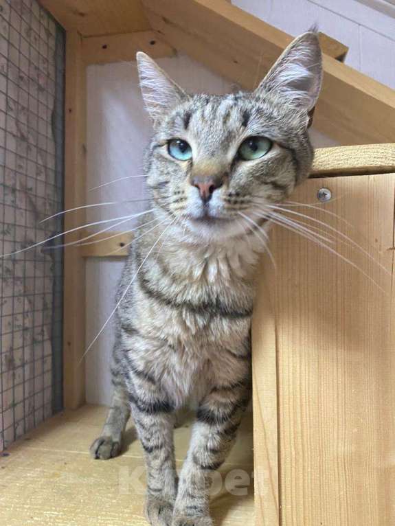 Кошки в Москве: Его оставили в деревне после лета. Зимой он едва выжил Мальчик, Бесплатно - фото 6