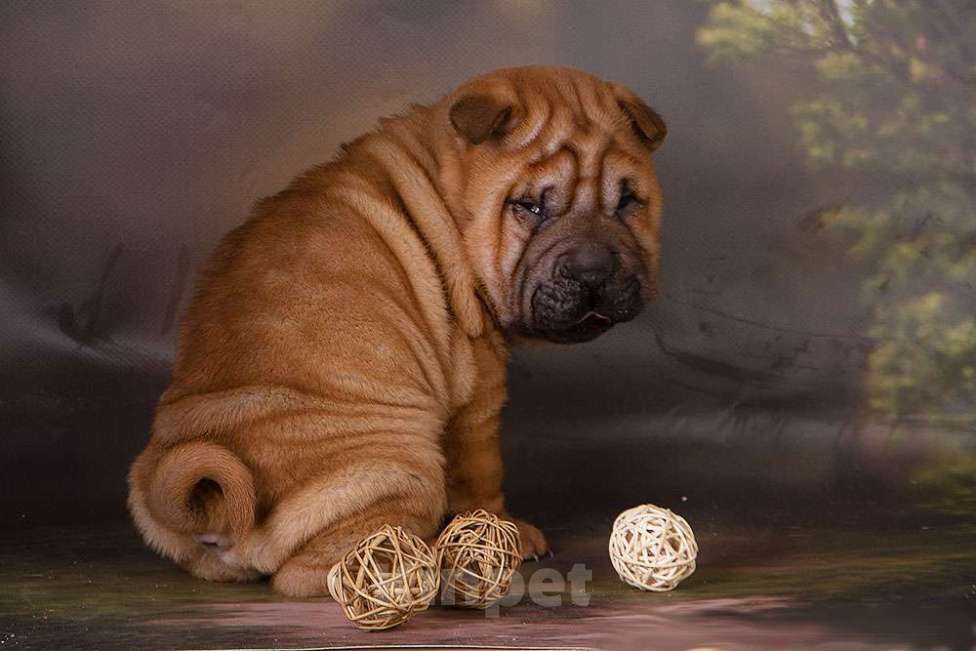 Собаки в Москве: шарпей Росич Мальчик, 25 000 руб. - фото 3