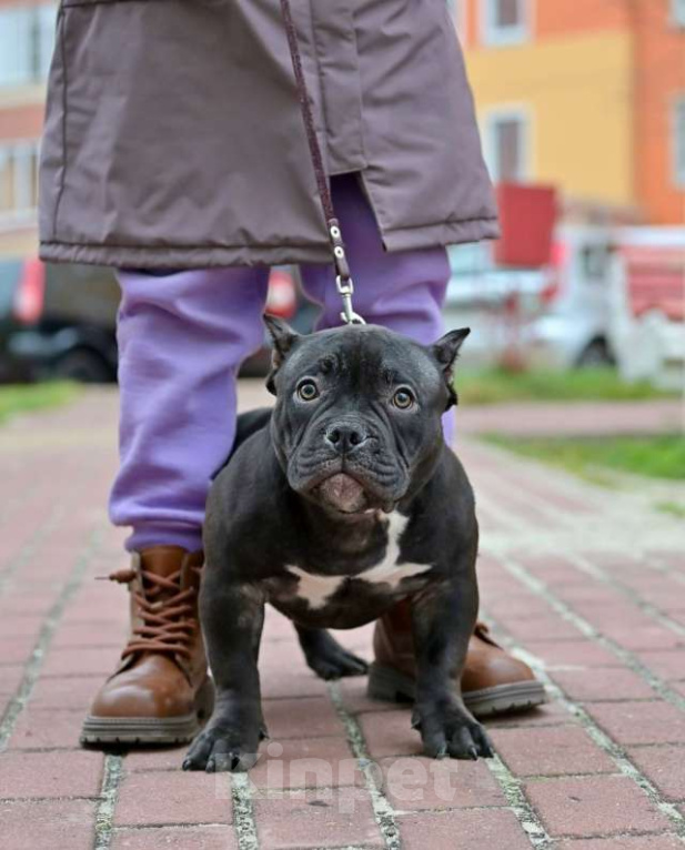Собаки в Курске: Девочка булли черная Девочка, 120 000 руб. - фото 2