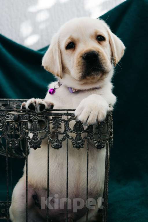 Собаки в Москве: Лабрадор-ретривер, щенок Мальчик, Бесплатно - фото 3