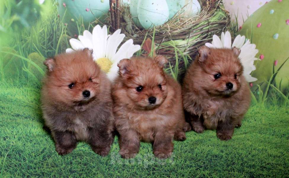 Собаки в Москве: Померанский шпиц-шоколадный медвежонок на вязку Мальчик, 2 500 руб. - фото 6