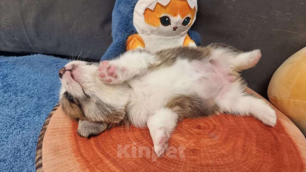 Собаки в Москве: Элитный щенок Девочка, 75 000 руб. - фото 3