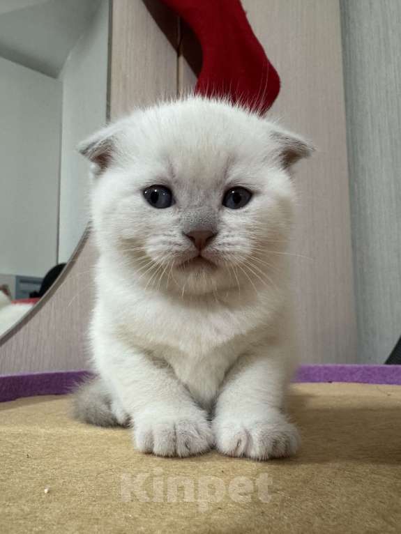 Кошки в Санкт-Петербурге: Шотландский вислоухий котик с документами Мальчик, 40 000 руб. - фото 8