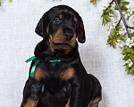 Собаки в Зеленограде: Кобель зеленая лента  Мальчик, 100 000 руб. - фото 3