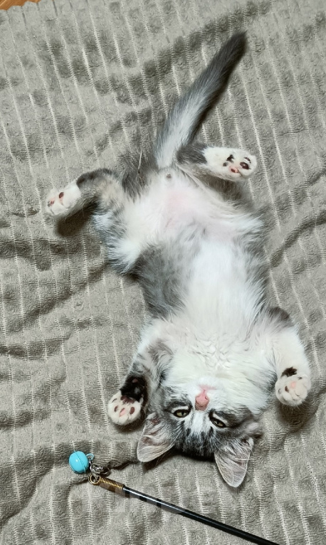 Кошки в Москве: Милый котенок Тим Мальчик, Бесплатно - фото 4