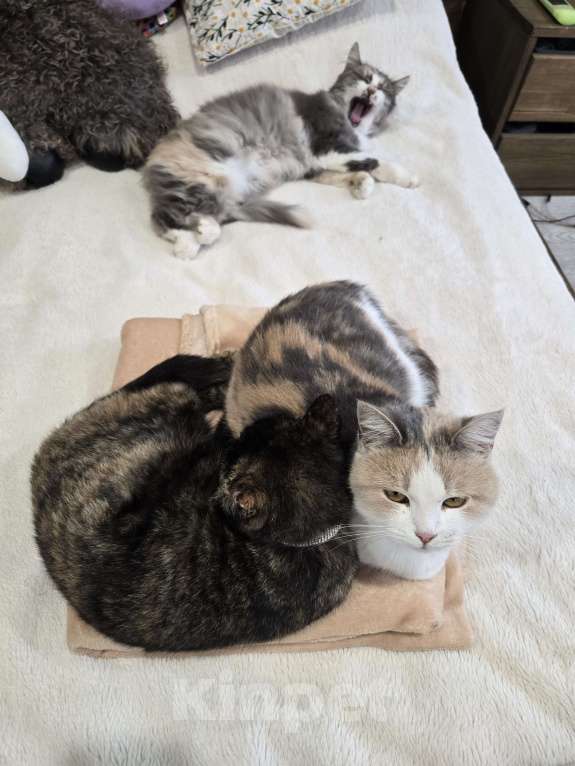 Кошки в Семикаракорске: Красавица кошка  Девочка, Бесплатно - фото 5