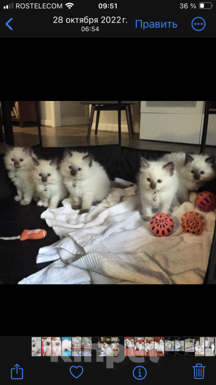 Кошки в Нижнем Новгороде: Рэгдолл девочки Девочка, 60 000 руб. - фото 1