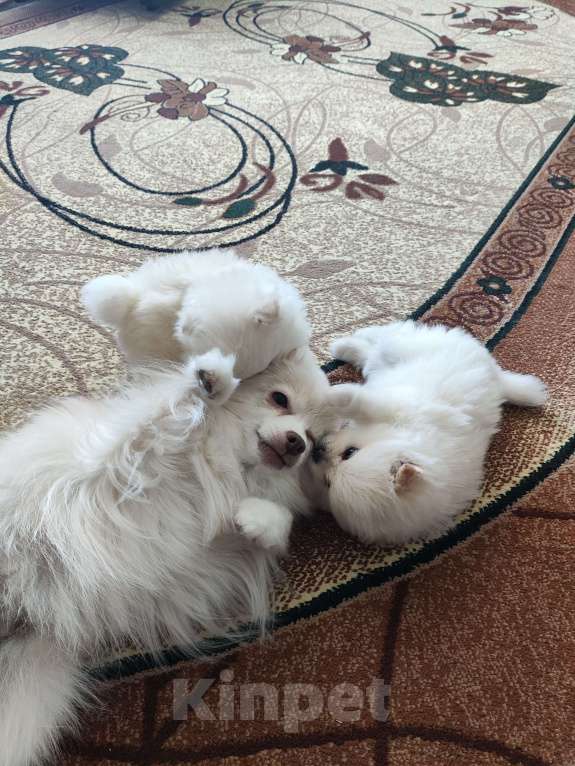 Собаки в Тюмени: Девочка шпиц Девочка, 25 000 руб. - фото 4