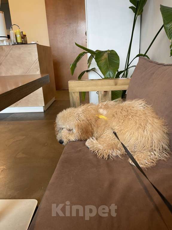 Собаки в Новосибирске: Карликовый пудель 6 месяцев  Мальчик, 15 000 руб. - фото 2