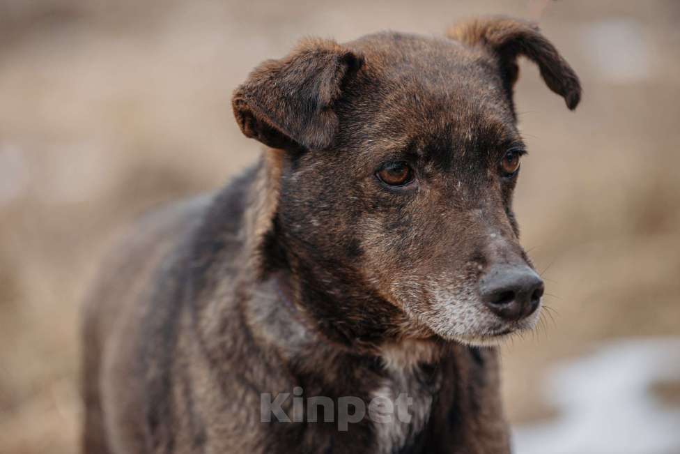 Собаки в Москве: Маленькая собачка в добрые руки Девочка, Бесплатно - фото 5