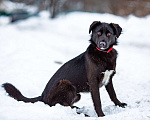 Собаки в Москве: Супер-пёс в добрые руки Мальчик, Бесплатно - фото 2