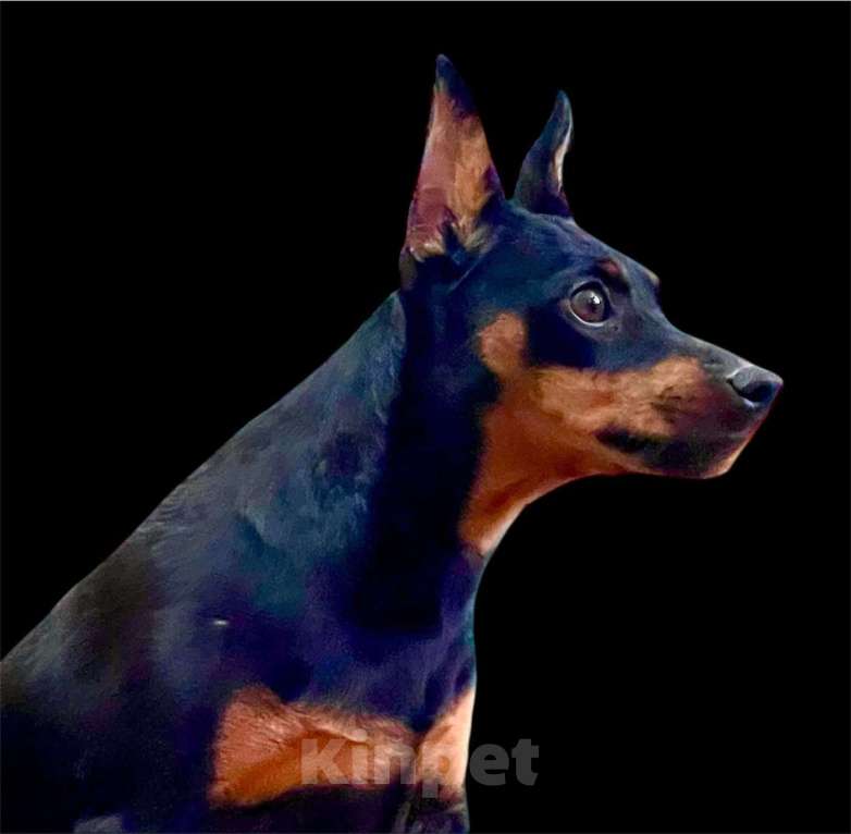 Собаки в Ялте: Великолепные щенки цверг пинчера Мальчик, 40 000 руб. - фото 3