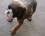 Собаки в Краснодаре: Щенок бульдога Мальчик, Бесплатно - фото 1