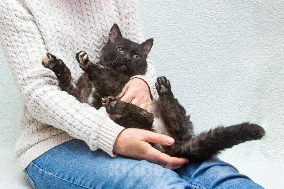 Кошки в Москве: Кот Кудряш ищет дом Мальчик, Бесплатно - фото 3