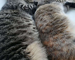 Кошки в Самаре: Пропала кошка. Очень сильно переживают пожилые хозяева и второй кот Девочка, Бесплатно - фото 3