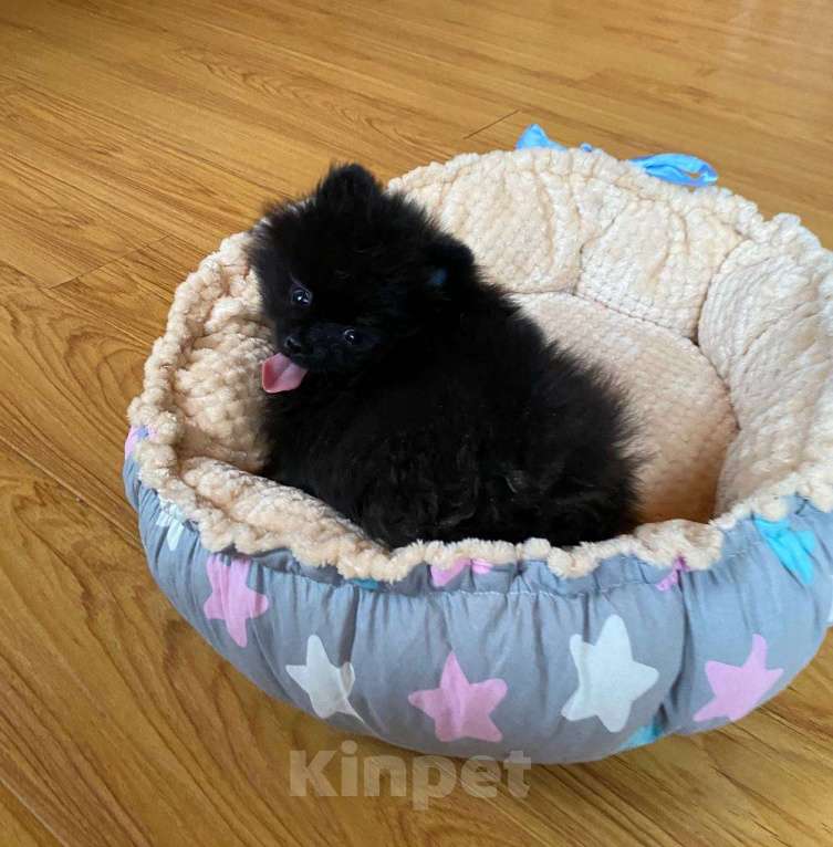 Собаки в Новосибирске: Померанский шпиц Мальчик, 55 000 руб. - фото 2