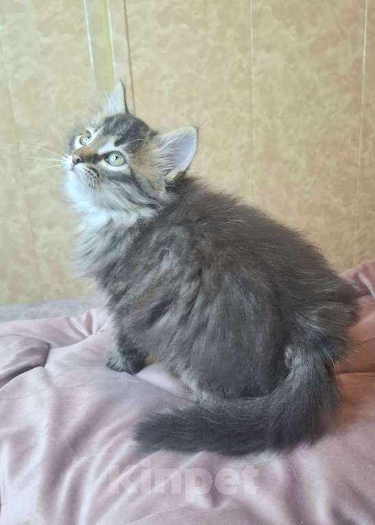 Кошки в Москве: Пушистый котенок в добрые руки  Мальчик, Бесплатно - фото 2