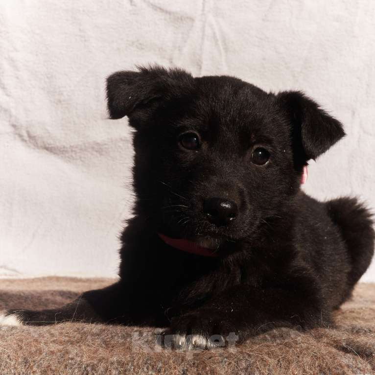 Собаки в других городах Московской области: Щенок 1,5-2 месяца Бирма в добрые руки Девочка, Бесплатно - фото 3