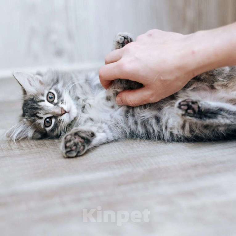 Кошки в Москве: Пушистая Алиса в добрые руки Девочка, Бесплатно - фото 4