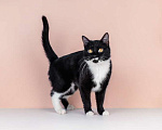 Кошки в Москве: Маркиза Дарья, черно-белая кошка в добрые руки Девочка, Бесплатно - фото 7