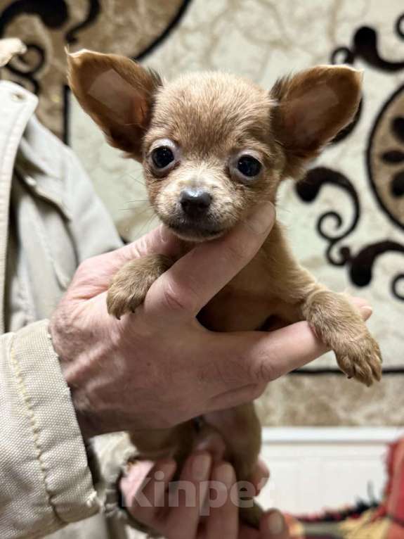 Собаки в Жуковском: Мини девочка той терьера Девочка, 45 000 руб. - фото 4