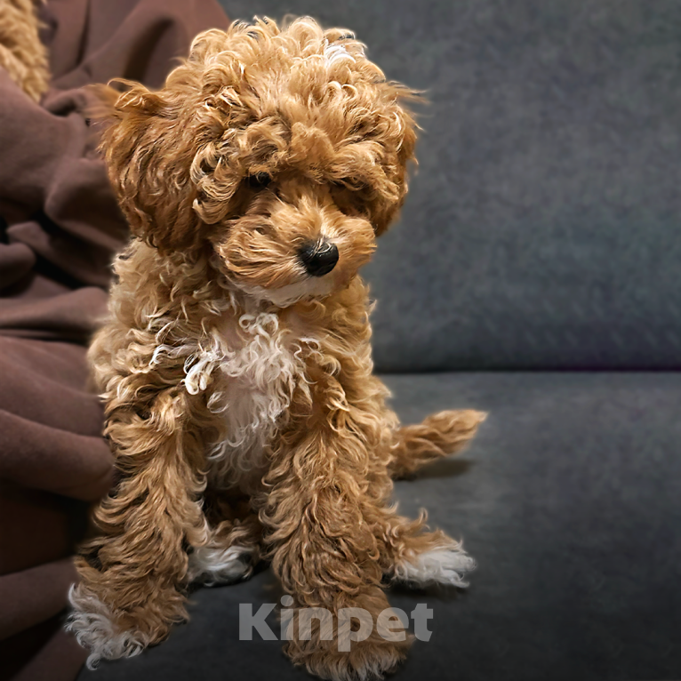 Собаки в Москве: Щенки мальтипу Мальчик, 200 000 руб. - фото 10