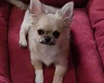 Собаки в Москве: Чихуахуа мальчик Мальчик, 45 000 руб. - фото 2