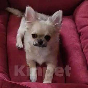 Собаки в Москве: Чихуахуа мальчик Мальчик, 45 000 руб. - фото 2